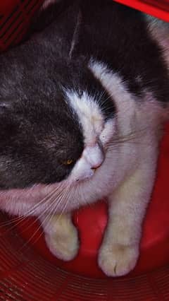 British short hair male cat