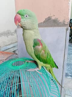 Raw parrot for sale