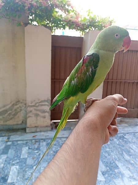 Raw parrot for sale 1