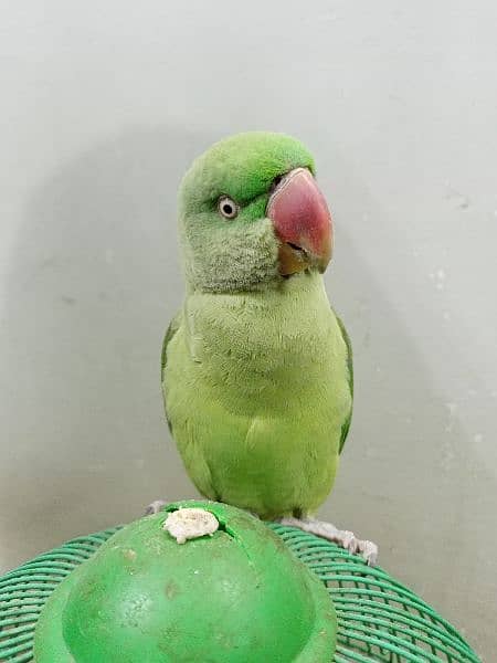 Raw parrot for sale 2