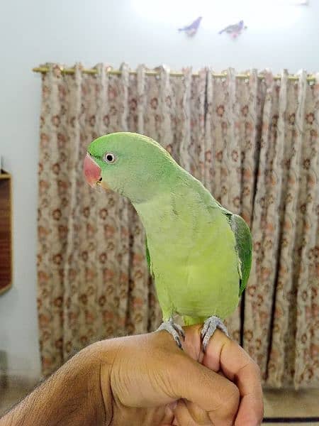 Raw parrot for sale 3