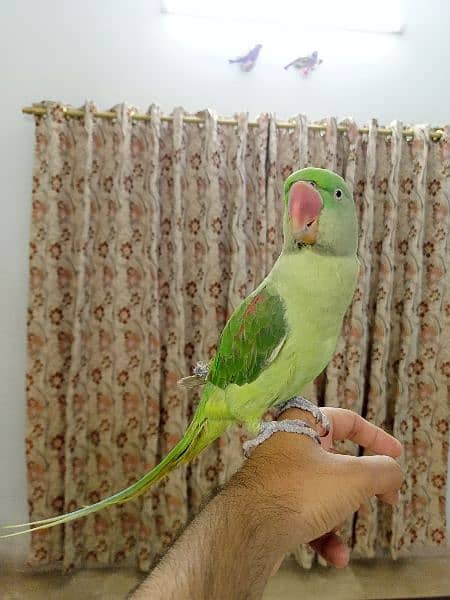 Raw parrot for sale 4