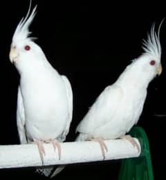 cocktail breeder pair