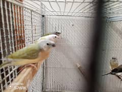 yellow back and split blue goldian chicks