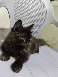 Persian Female kitten For sale