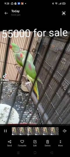 pair parrot