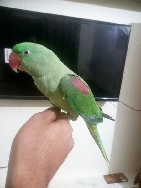 raw parrot farindly 2