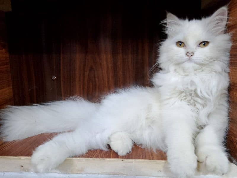 Persian cat 0