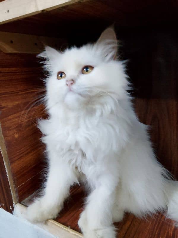 Persian cat 1