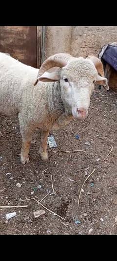 Australian Long Tail sheep