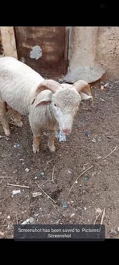 Australian Long Tail sheep