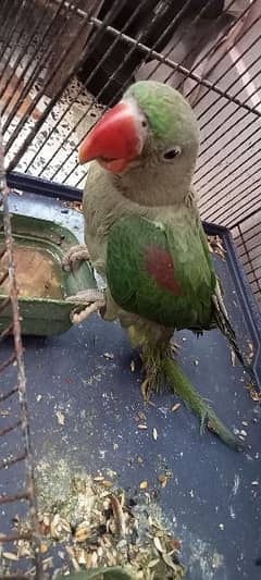 Kashmiri raw parrot female for sale