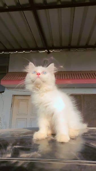 Persian kitten (semi punch face) 0