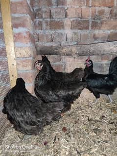 Australorp