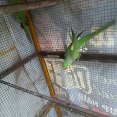 Green Neck Male parrot