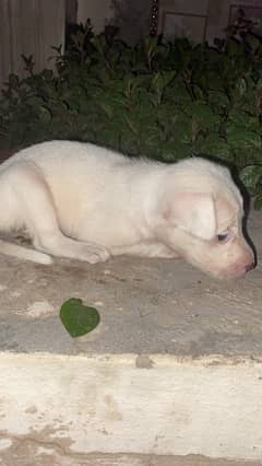 pista (Russian breed) dog puppy available for sale 0