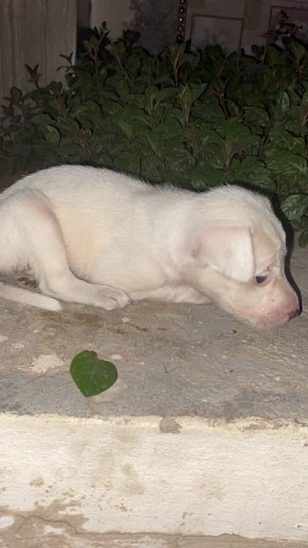 pista (Russian breed) dog puppy available for sale 0