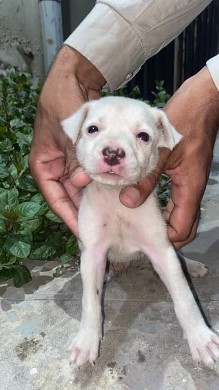 pista (Russian breed) dog puppy available for sale 1