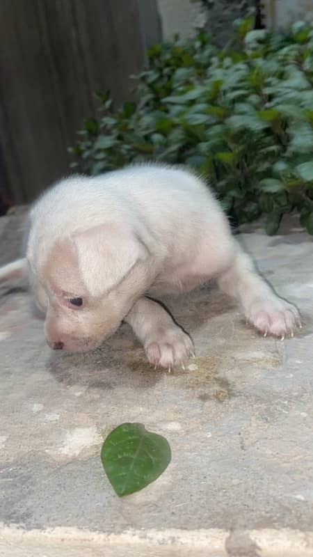 pista (Russian breed) dog puppy available for sale 2