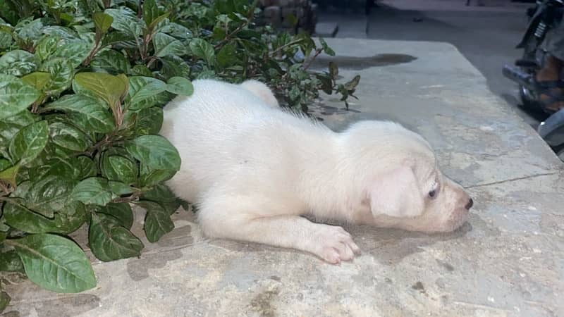 pista (Russian breed) dog puppy available for sale 3