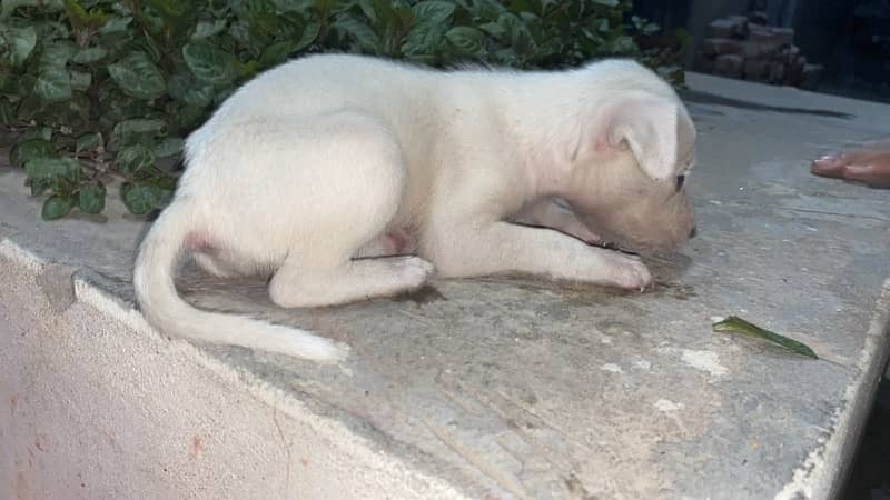 pista (Russian breed) dog puppy available for sale 4