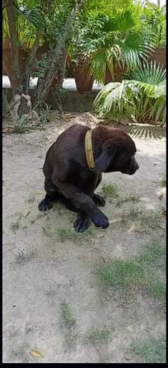 Labrador dog femal black brown trained