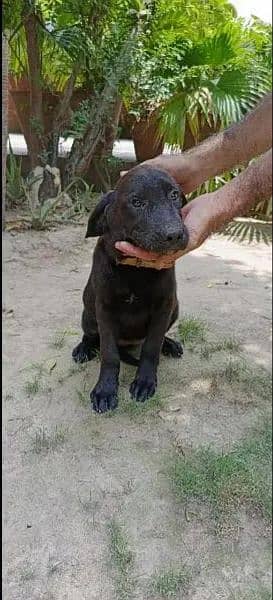 Labrador dog femal black brown trained 1