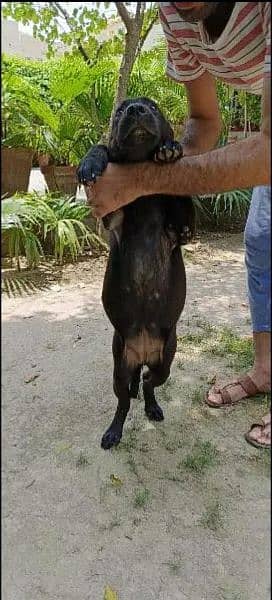 Labrador dog femal black brown trained 2