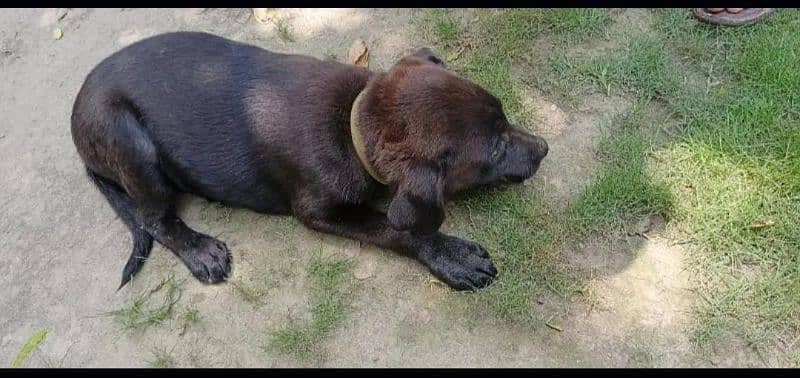 Labrador dog femal black brown trained 3