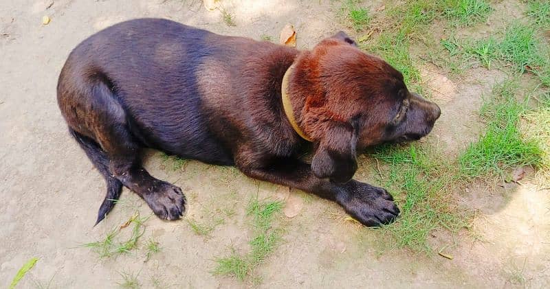 Labrador dog femal black brown trained 4