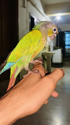 Green cheek conure