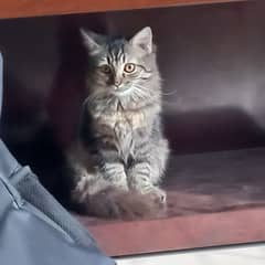 3 months old Persian female