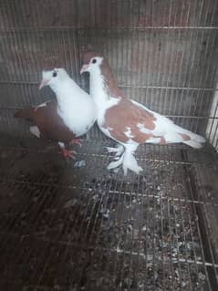 breeder pair