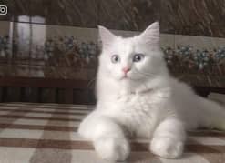 persian cat, seven month old, vaccinated, and well litter trained