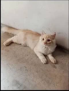 Persian male cat for sale