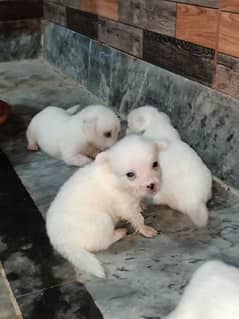 puppies of Russian dog pure white for sale 0.3. 0.0. 7.7. 9.1.1. 1. 2