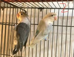 lovebird setup for sell breeder pairs full size pathy b