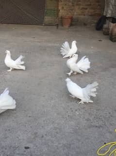 laka white pigeon 5piece for sale