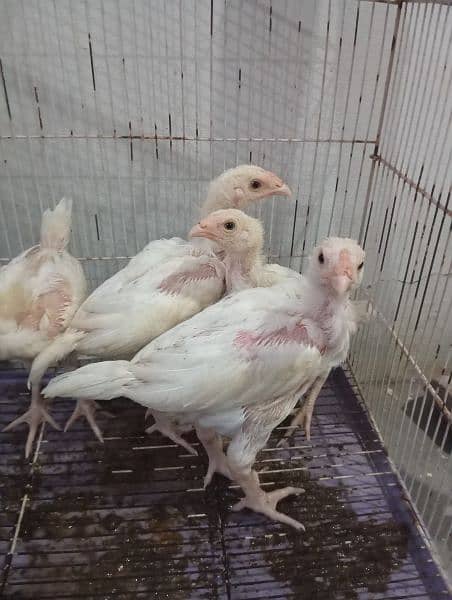 Heera Chicks/ Heera Aseel 03224292620 1