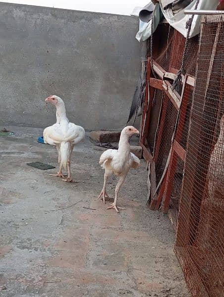 Heera Chicks/ Heera Aseel 03224292620 3