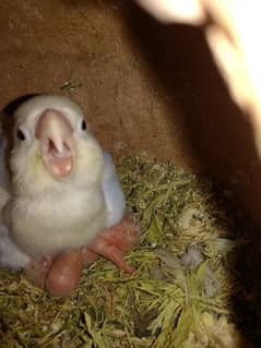 Albino split breader pair