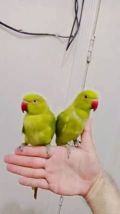 Green ringneck parrots handtame friendly parrots pair