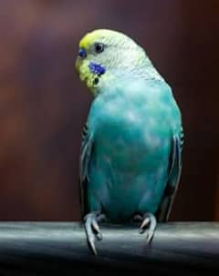 budgies