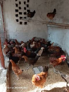 Golden Misri | Hens Egg laying 20 piece per special discount : 1250