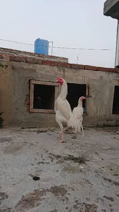 heera aseel chicks