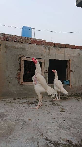 heera aseel chicks 2