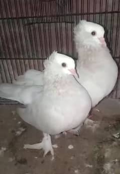 SILVER MUKHI READY TO BREAD YOUNG PAIR