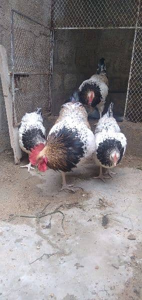 Sussex hen 2 pair 2