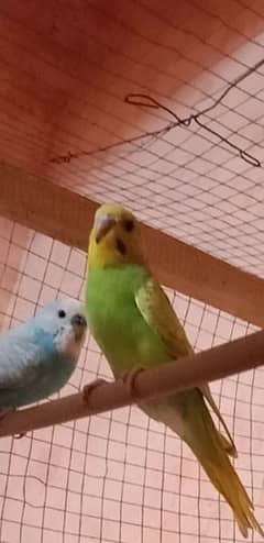 Australia parrots for sale