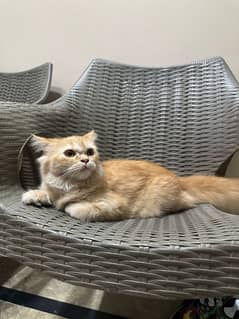 Persian cat for sale. Triple coated